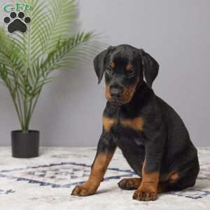 Skye, Doberman Pinscher Puppy